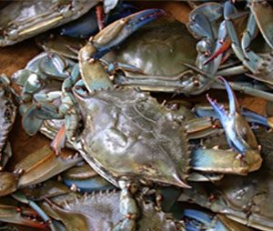 Trollinger Law LLC Sponsors Blue Crabs and Blue Prints to Benefit Frederick County Habitat for Humanity